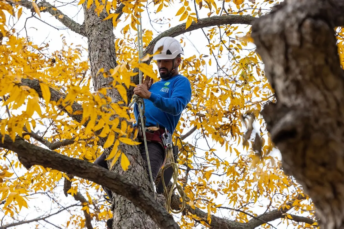 Skilled Tree Planing crew working in Bloomington